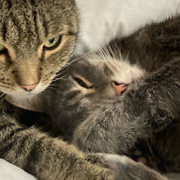 Meet your Posher, Francesca - Picture 6 of 16